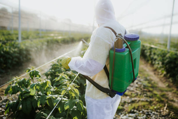 Best Ant Control Services  in Sedro Woolley, WA